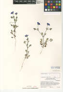 Imagem de Nemophila menziesii var. menziesii