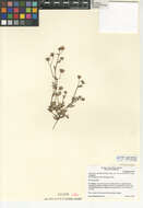 صورة Pholistoma auritum var. arizonicum (M. E. Jones) Constance