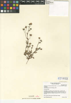 Image de Pholistoma auritum var. arizonicum (M. E. Jones) Constance