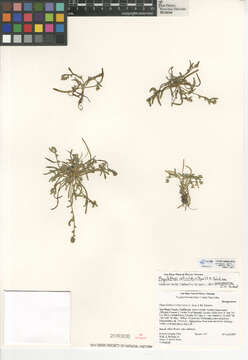 Image of Plagiobothrys reticulatus var. rossianorum