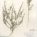 Image of Carrichtera annua (L.) DC.