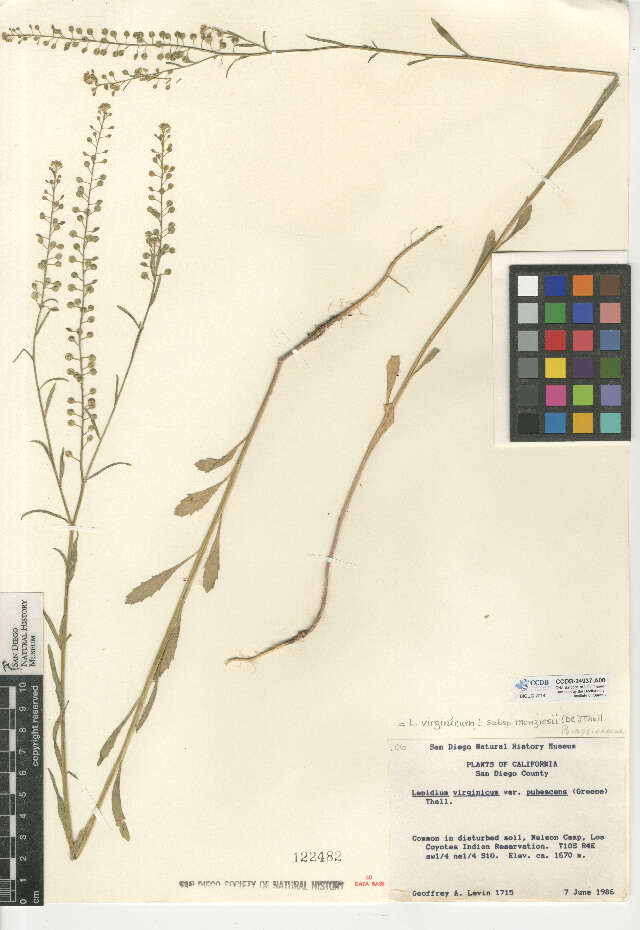 Image of Lepidium virginicum subsp. menziesii