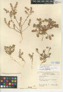 Image of shaggyfruit pepperweed