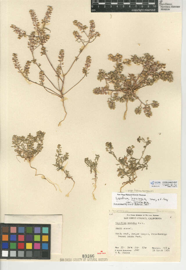 Image of shaggyfruit pepperweed
