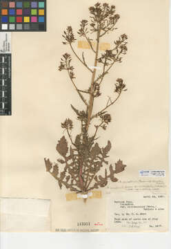 Image of Fernald's yellowcress
