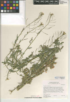 Image of tansymustard