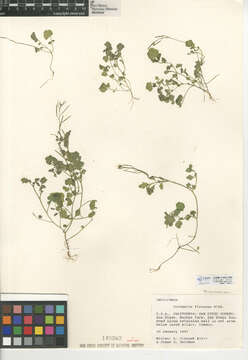 Image of wood bitter-cress, wavy bitter-cr.