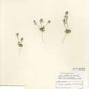 صورة Draba cuneifolia var. cuneifolia