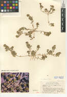 Sivun Lepidium flavum Torr. kuva