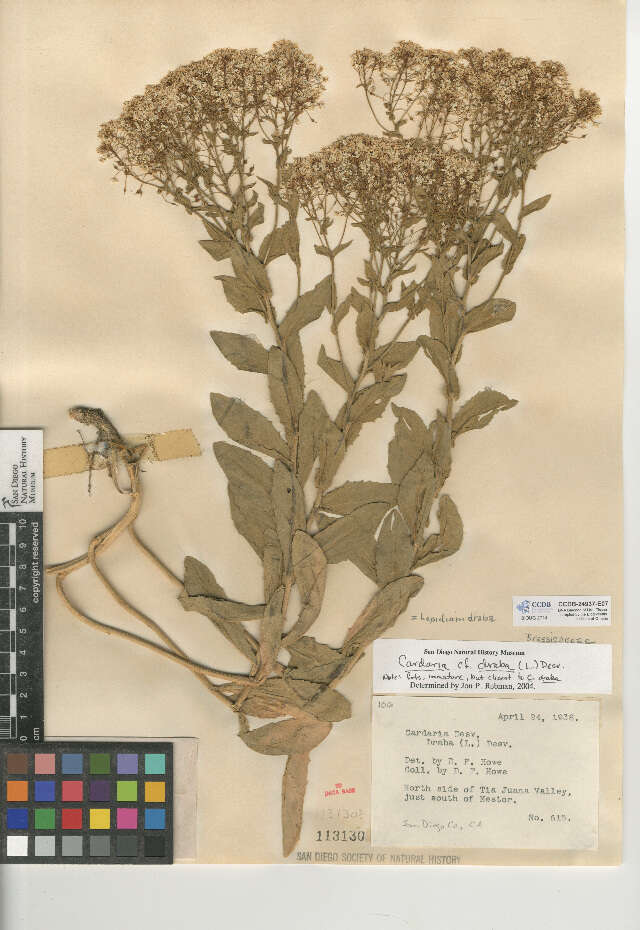 Image of hoary cress