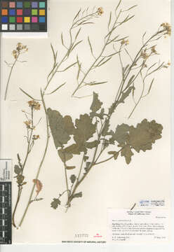 Plancia ëd Brassica fruticulosa Cirillo