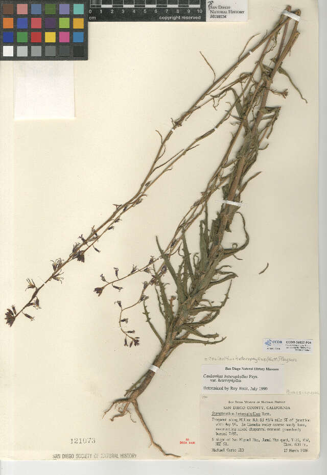 Image of <i>Caulanthus <i>heterophyllus</i></i> var. heterophyllus