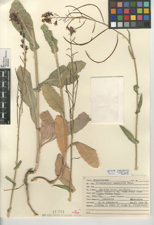 Слика од Streptanthus campestris S. Watson