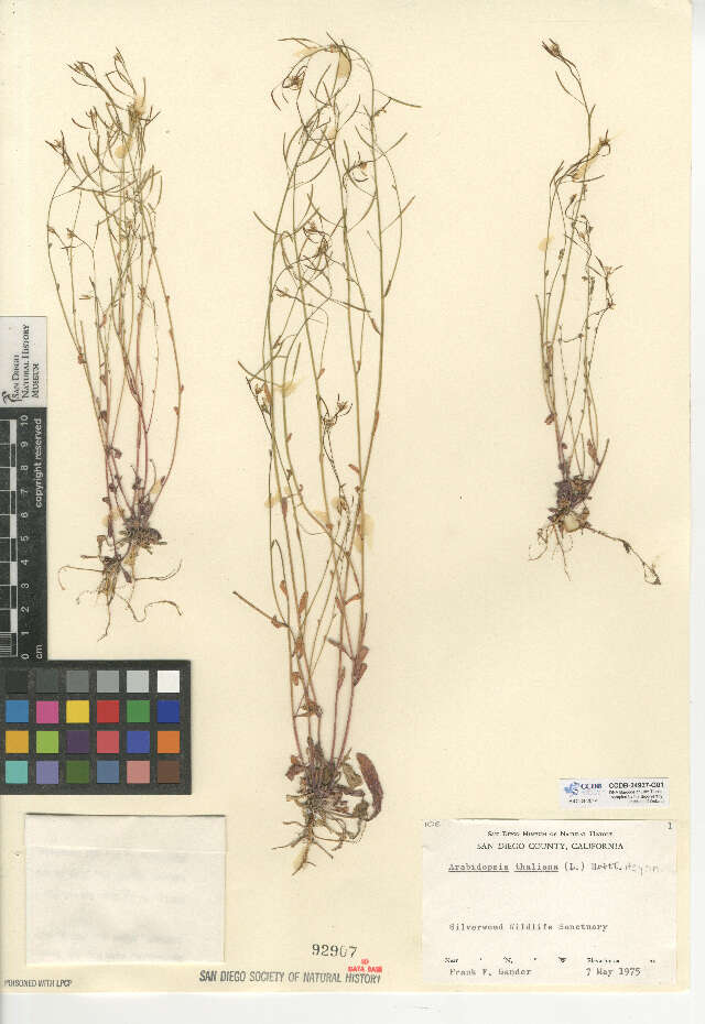 Plancia ëd Arabidopsis thaliana (L.) Heynh.