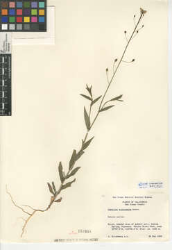 Image of littlepod false flax