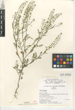 Image of Virginia pepperweed