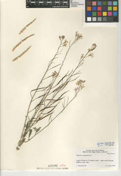 Image of wild radish