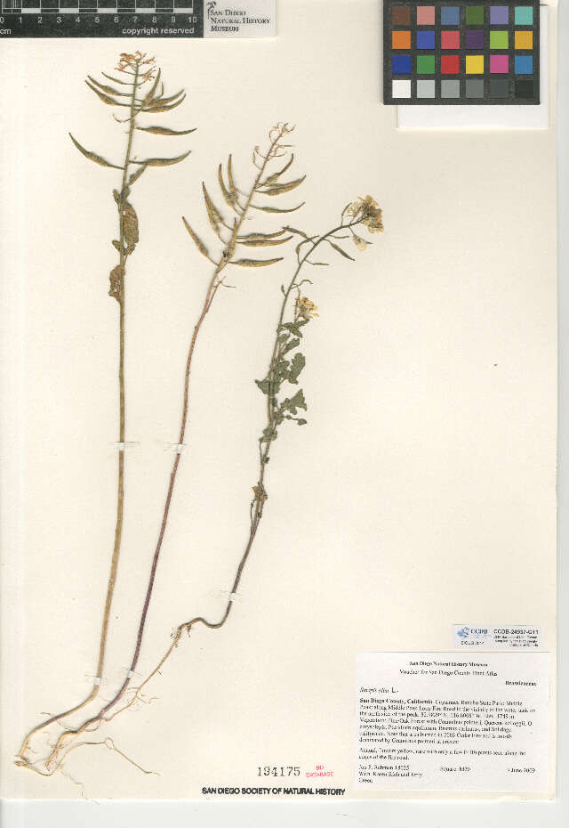 Image of white mustard