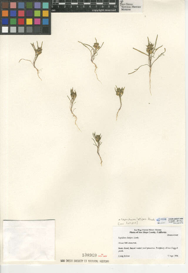 Sivun Lepidium latipes Hook. kuva