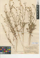 Sivun Lepidium virginicum subsp. menziesii (DC) Thell. kuva