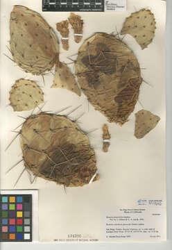 Image of Brownspine Pricklypear