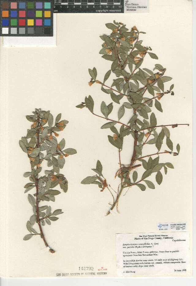 Image of Parish's snowberry