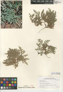 Image of hairy rupturewort