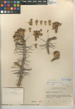 Image de Cylindropuntia ramosissima (Engelm.) F. M. Knuth