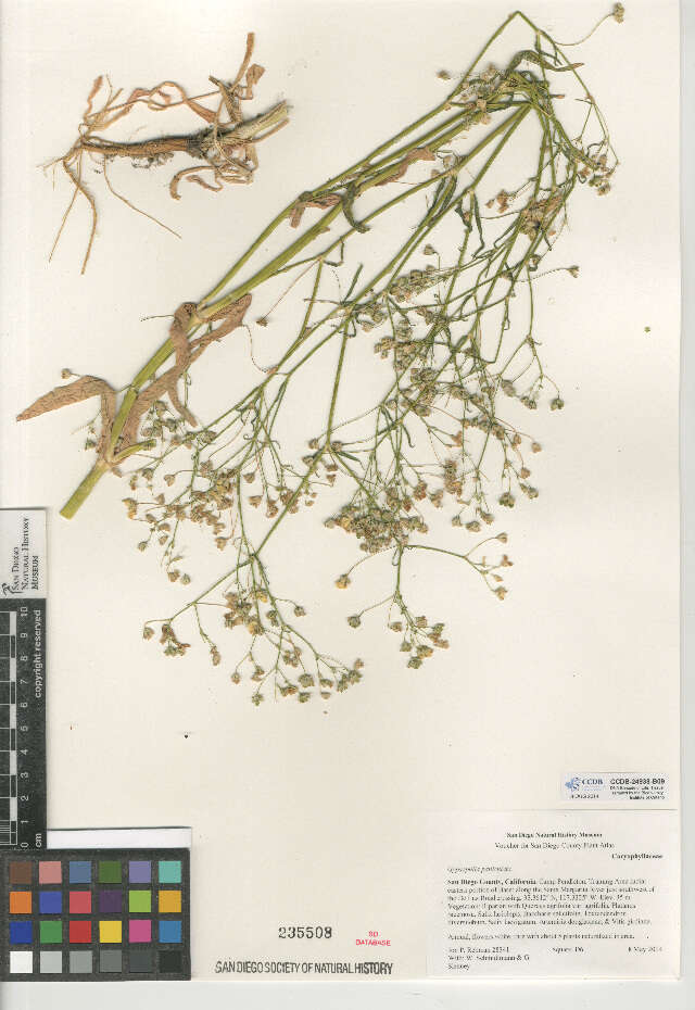 Image de Gypsophila paniculata L.