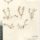 Image of Spergularia bocconei (Scheele) Graebner