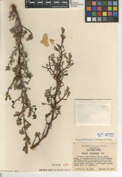 Image de Bursera microphylla A. Gray