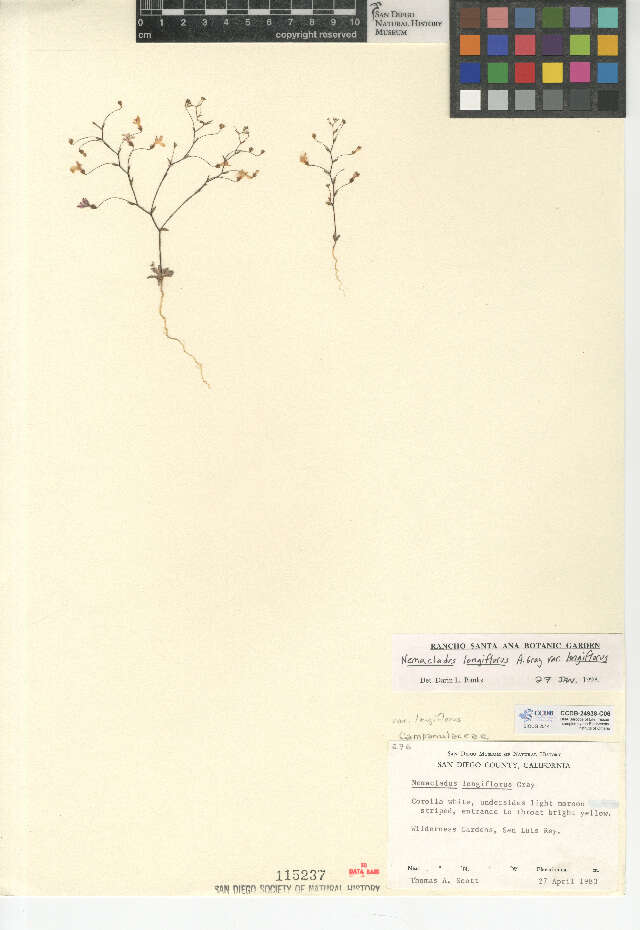 Image de Nemacladus longiflorus var. longiflorus