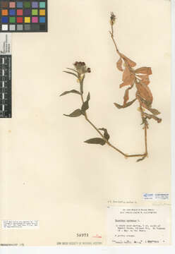 Image of Dianthus barbatus subsp. barbatus