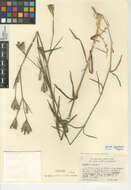 Image of <i>Dianthus <i>armeria</i></i> subsp. armeria