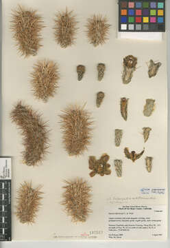 Image de Cylindropuntia fosbergii (C. B. Wolf) Rebman, M. A. Baker & Pinkava