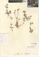 Image of sticky chickweed