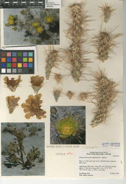 Image de Cylindropuntia echinocarpa (Engelm. & J. M. Bigelow) F. M. Knuth