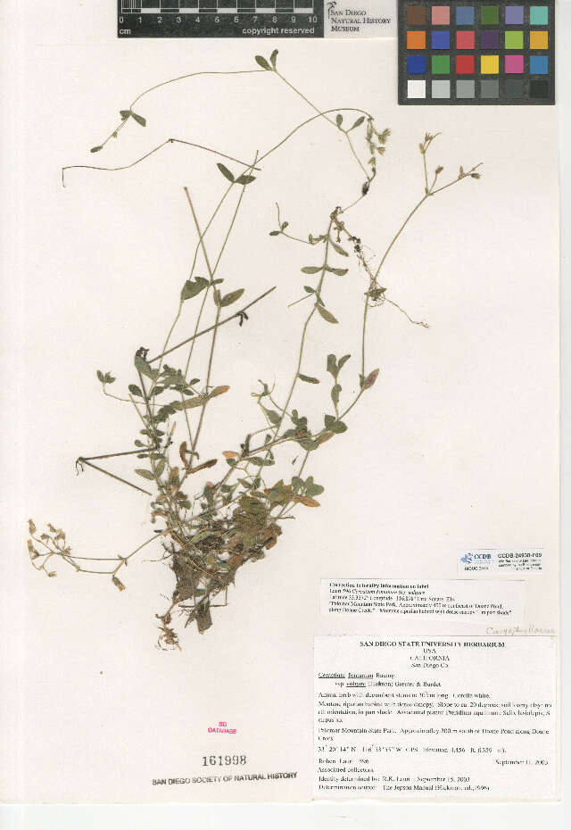 Image of Cerastium fontanum subsp. vulgare