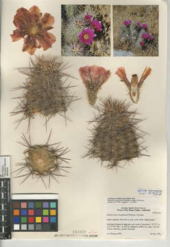 Image of Engelmann's hedgehog cactus