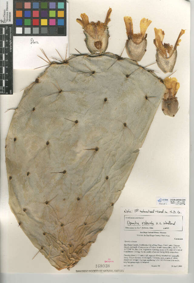 Image of Opuntia robusta H. L. Wendl. ex Pfeiff.