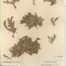 Image of <i>Cardionema ramosissimum</i>