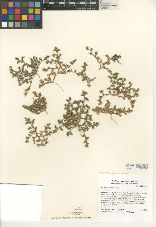 Image de Loeflingia squarrosa subsp. squarrosa