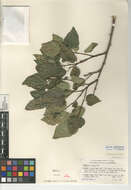 Celtis reticulata Torr.的圖片