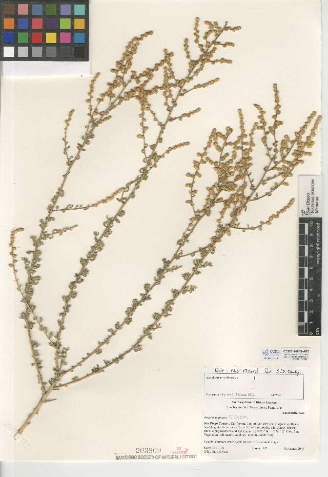 Image of wavy-leaved saltbush