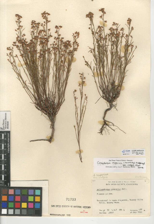 Image of Crocanthemum scoparium var. vulgare (Jeps.) Sorrie