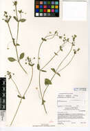 Image of greater chickweed