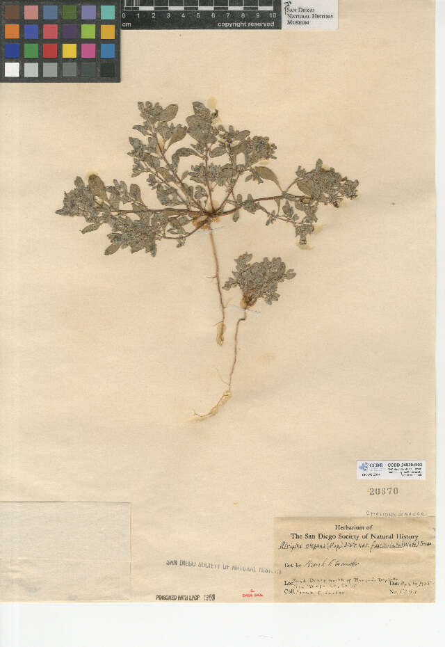 Image of wheelscale saltbush