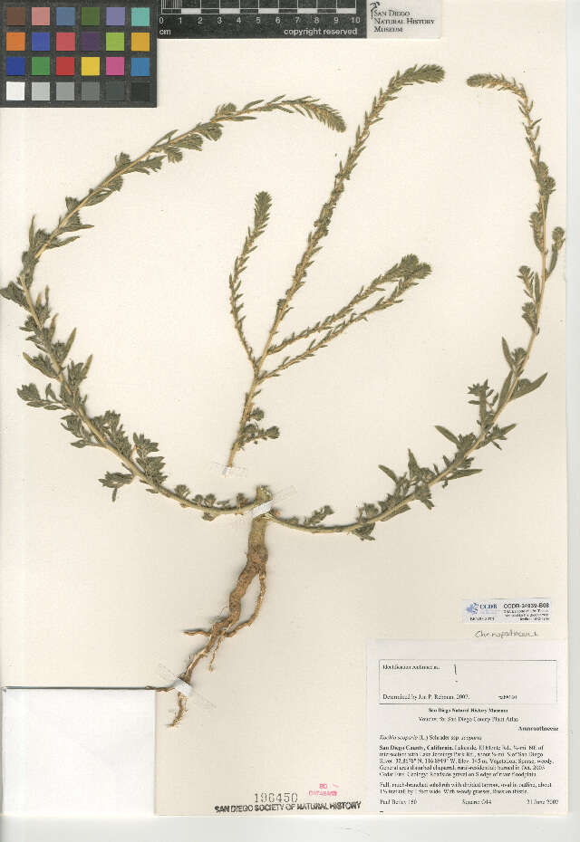 Image of Kochia scoparia subsp. scoparia