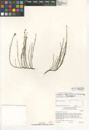 Image of Crocanthemum scoparium var. scoparium