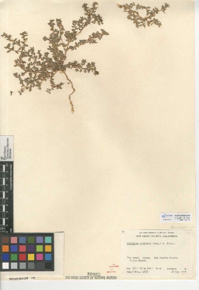 Image of Coulter's Saltbush